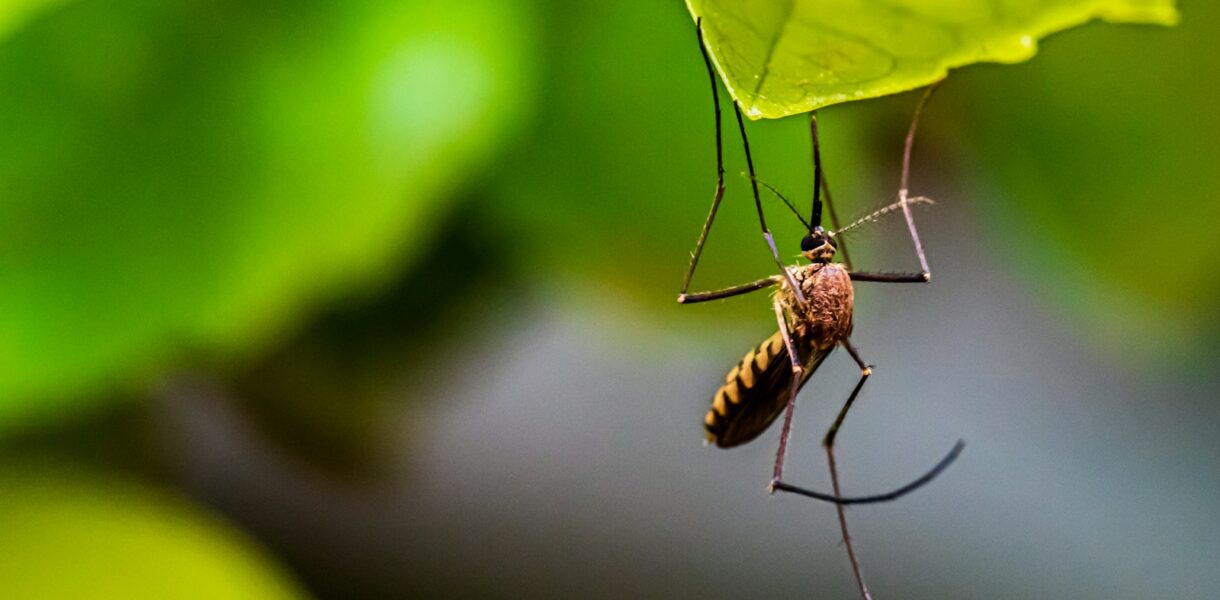 brown and black insect