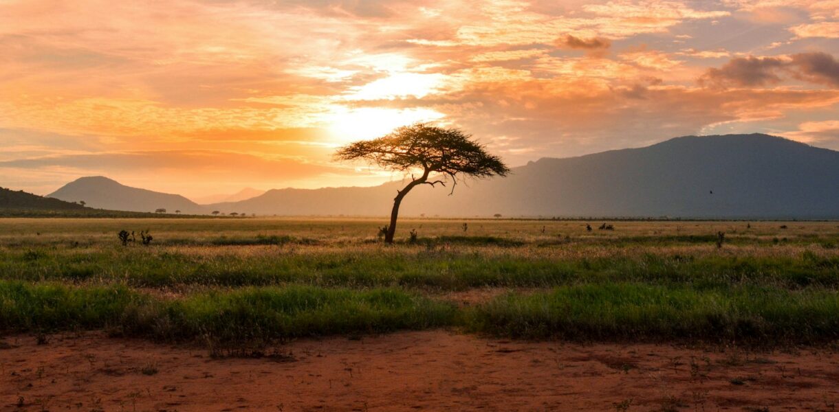 tree between green land during golden hour