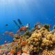 a scuba diver swims over a colorful coral reef