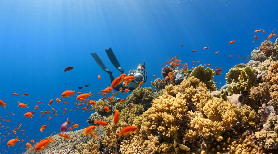 a scuba diver swims over a colorful coral reef
