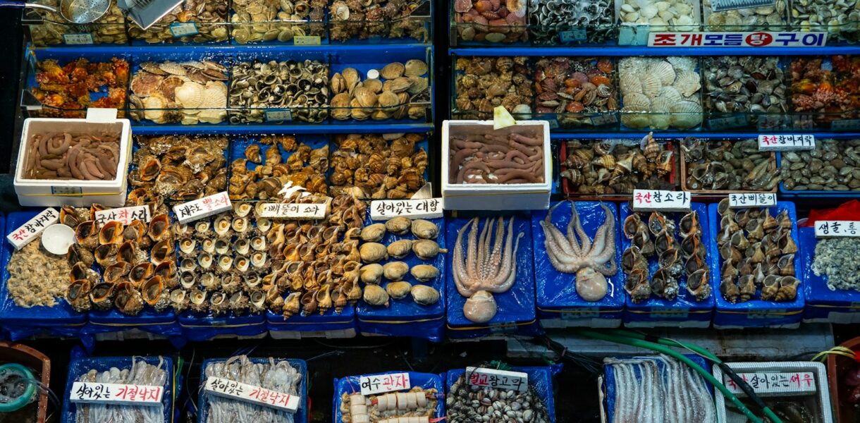a bunch of different types of sea shells