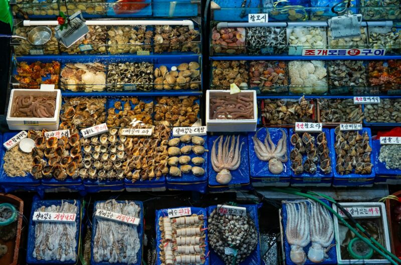 a bunch of different types of sea shells