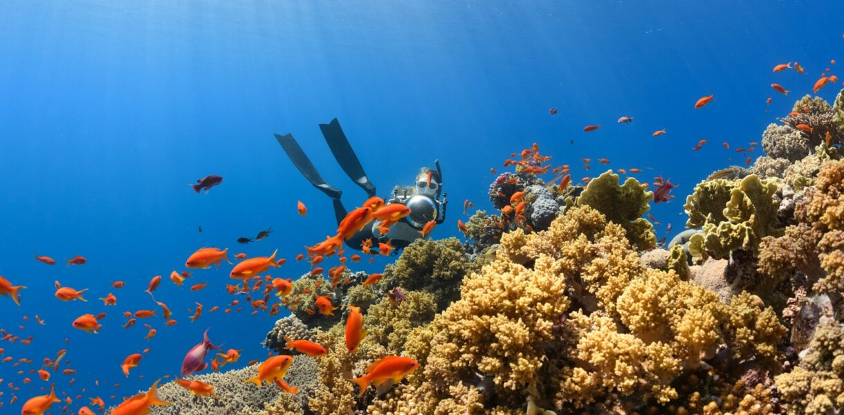 a scuba diver swims over a colorful coral reef